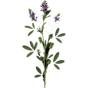 Alfalfa leaf, Medicago sativa
