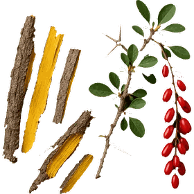 Barberry bark, Berberis vulgaris