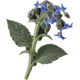 Borage leaf, Borago officinalis