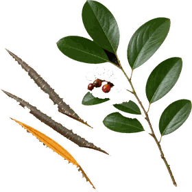 Buckthorn bark, Frangula alnus (syn. Rhamnus frangula)