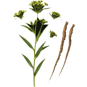 Bupleurem, Bupleurum chinense