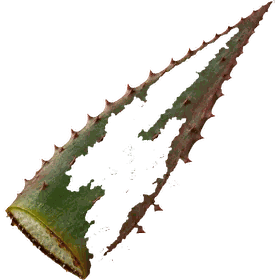 Cape Aloes leaf, Aloe ferox