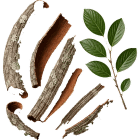 Cascara Sagrada bark, Frangula purshiana (syn. Rhamnus purshiana)