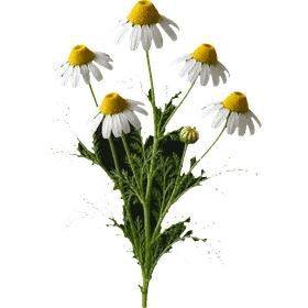 Chamomile flower, Matricaria chamomilla (syn. Matricaria recutita)