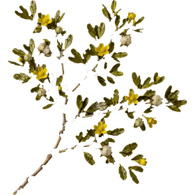 Chaparral leaf, Larrea tridentata