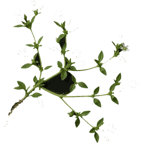 Chickweed leaf, Stellaria media