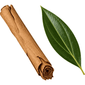 Cinnamon bark, Cinnamomum verum (syn. C. zeylanicum)