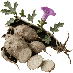 Devil's Claw root, Harpagophytum procumbens
