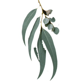 Eucalyptus, Eucalyptus globulus