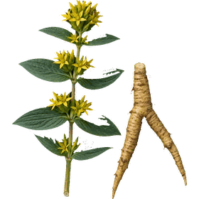 Gentian root, Gentiana lutea