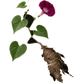 Jalap root, Ipomoea purga