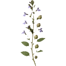 Lobelia, Lobelia inflata