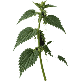 Nettle leaf, Urtica dioica