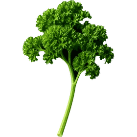 Parsley leaf, Petroselinum crispum