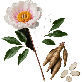 Peony root, Paeonia lactiflora