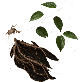 Sarsaparilla root, Smilax ornata