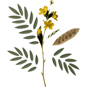 Senna leaf, Senna alexandrina (syn. Cassia angustifolia, Cassia acutifolia)