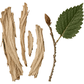Slippery Elm bark, Ulmus rubra (syn. Ulmus fulva)