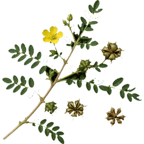 Tribulis fruit, Tribulus terrestris