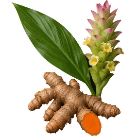 Turmeric, Curcuma longa