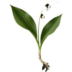 Valley Lily, Convallaria majalis