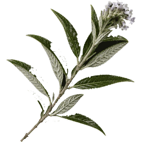 Yerba Santa leaf, Eriodictyon californicum