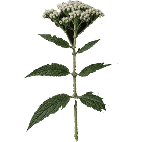 Boneset, Eupatorium perfoliatum