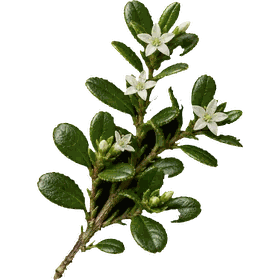 Buchu leaf, Agathosma betulina