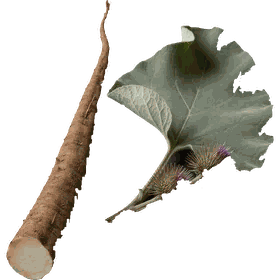 Burdock root, Arctium lappa
