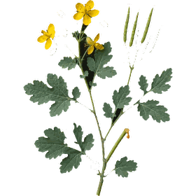 Celadine, Chelidonium majus