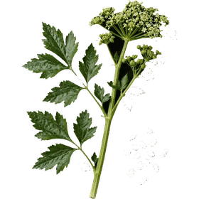Celery seed, Apium graveolens