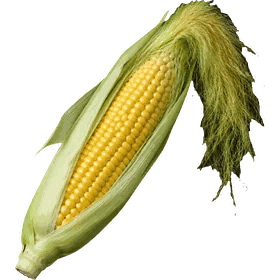 Cornsilk, Zea mays