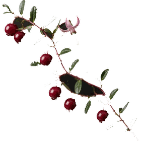 Cranberry fruit, Vaccinium macrocarpon