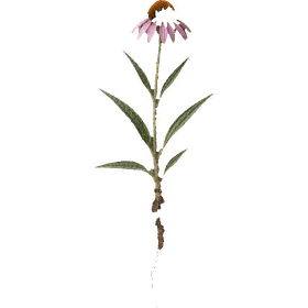 Echinacea angustifolia root, Echinacea angustifolia