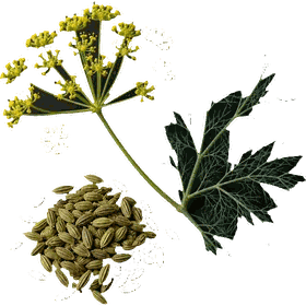 Fennel seed, Foeniculum vulgare