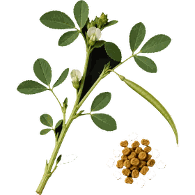 Fenugreek seed, Trigonella foenum-graecum