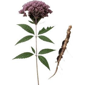 Gravel root, Eutrochium purpureum