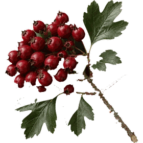 Hawthorn berries, Crataegus monogyna