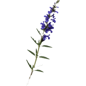 Hyssop, Hyssopus officinalis