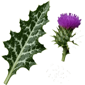 Milk Thistle seed, Silybum marianum