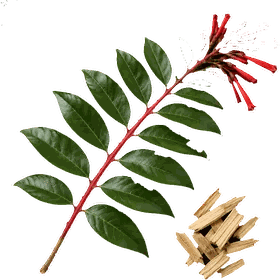 Quassia chips, Quassia amara