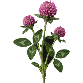 Red Clover tops, Trifolium pratense