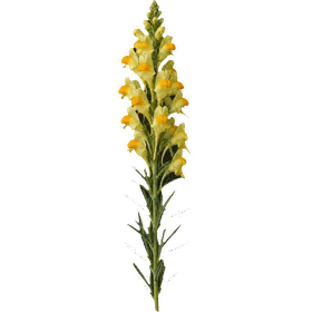 Toadflax, Linaria vulgaris