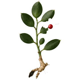 Butcher's Broom root, Ruscus aculeatus