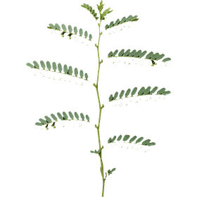 Chanca Piedra leaf, Phyllanthus niruri