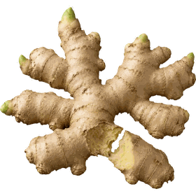 Ginger root, Zingiber officinale
