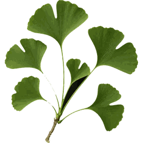 Gingko Biloba leaf, Ginkgo biloba