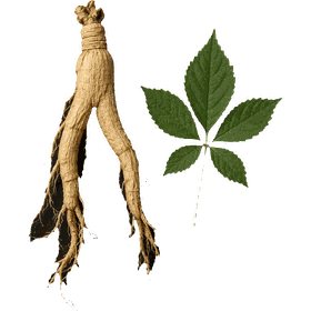 Ginseng root, Panax ginseng