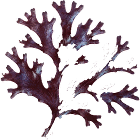 Irish Moss, Chondrus crispus