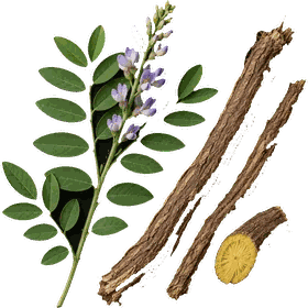 Licorice root, Glycyrrhiza glabra